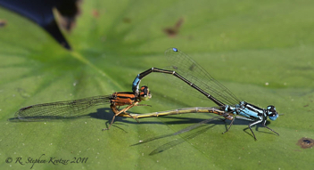 Ischnura kellicotti, mating pair